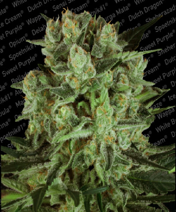 Durga Mata II CBD Cannabis Seeds