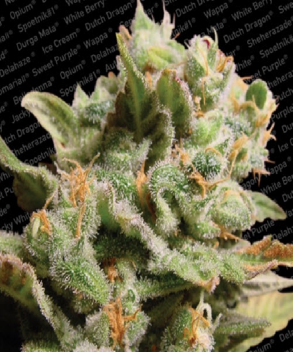 Dutch Dragon Cannabis Seeds