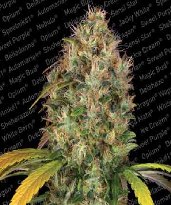 Dutch Kush Cannabis Seeds