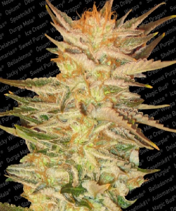 Ice Cream Cannabis Seeds