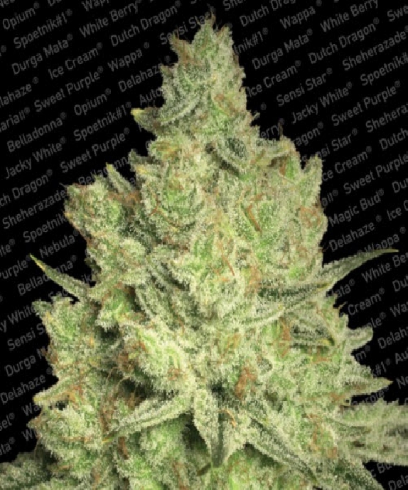 Jacky White Cannabis Seeds