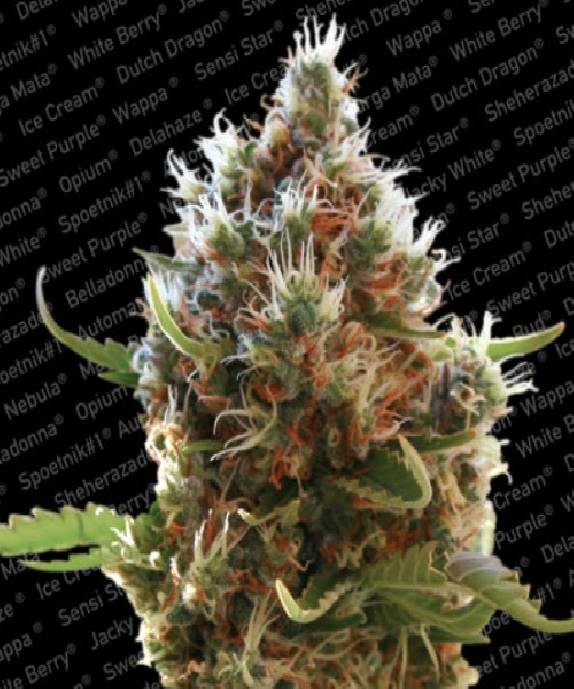 Lucid Bolt Cannabis Seeds