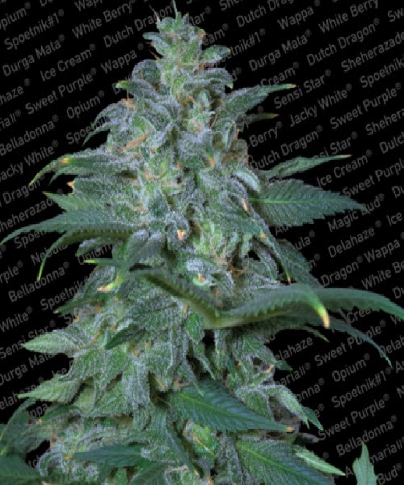 Magic Bud Cannabis Seeds