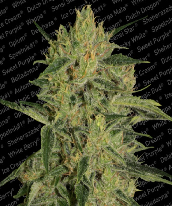 Nebula II CBD Cannabis Seeds