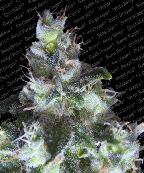 Original White Widow Cannabis Seeds