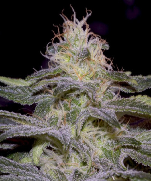 Sensi Star Cannabis Seeds