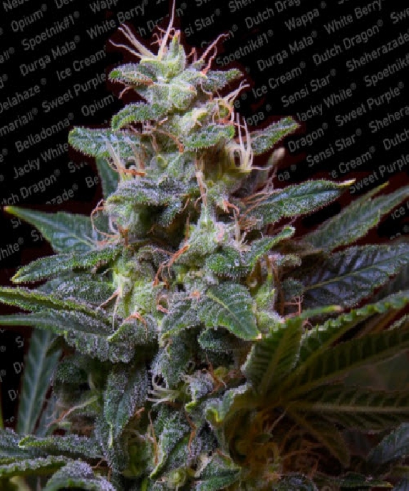 Sweet Purple Cannabis Seeds