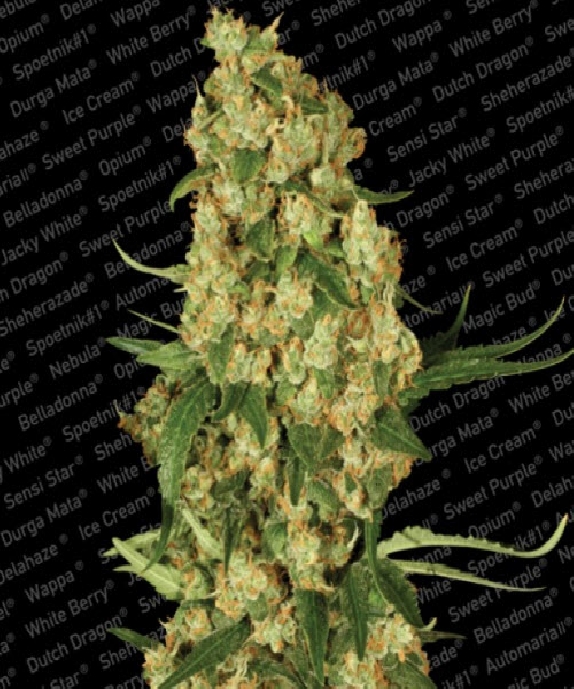 Wappa Cannabis Seeds