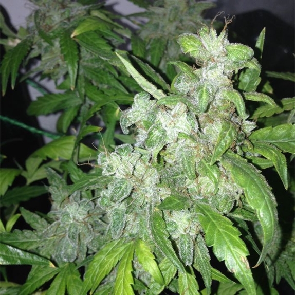 Auto Lemon Bubble Cannabis Seeds