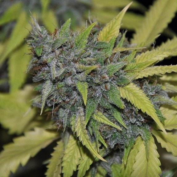 Grandaddy Confidential Cannabis Seeds