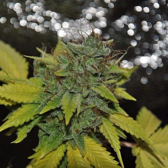 Grapefruit Diesel  Cannabis Seeds