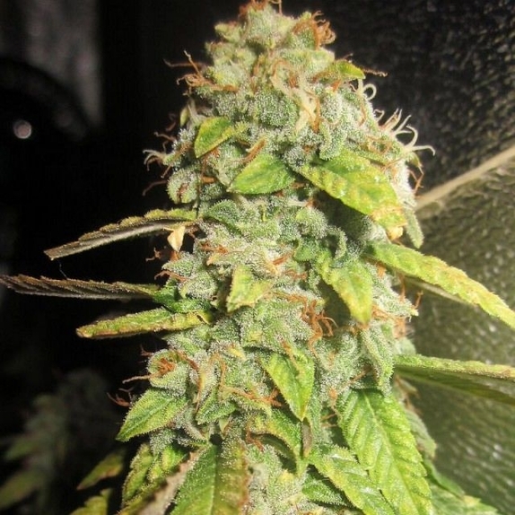 Notorious OG Cannabis Seeds