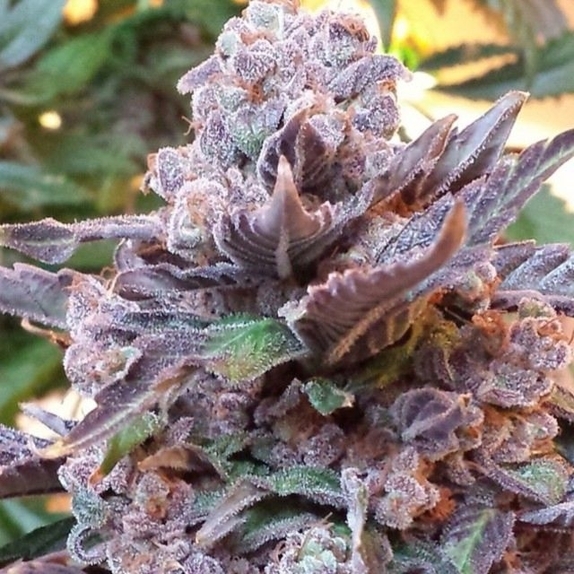 Purple Strawberry Bliss Cannabis Seeds