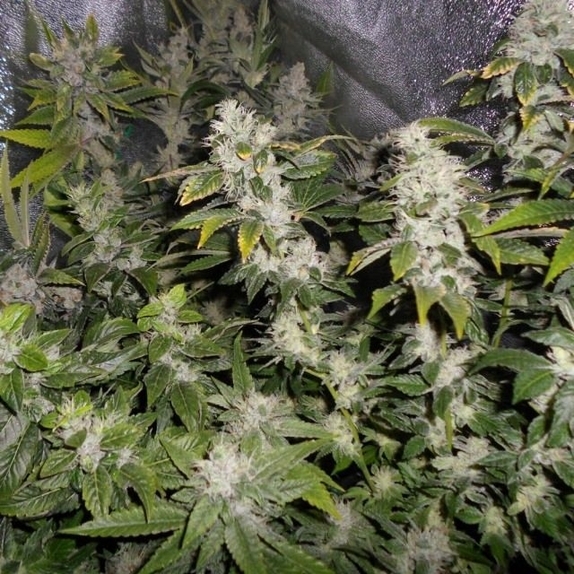 Sour Walker Cannabis Seeds