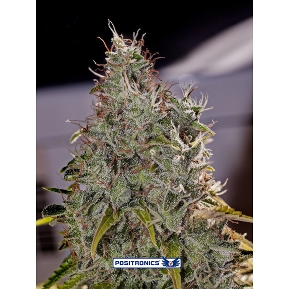 Amnesia Mistery Cannabis Seeds