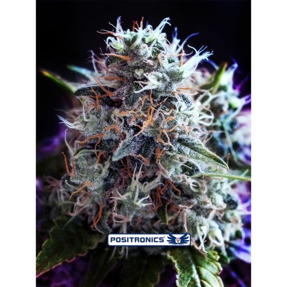CBD Black Widow Cannabis Seeds