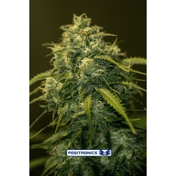 CBD Jack Diesel Cannabis Seeds