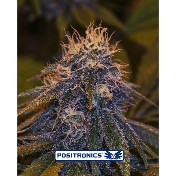 Critical #47 Express Cannabis Seeds