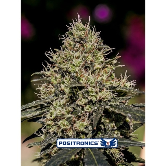 Critical #47 Cannabis Seeds