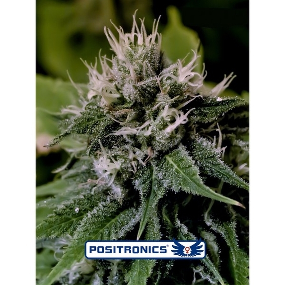 Critical Express Cannabis Seeds