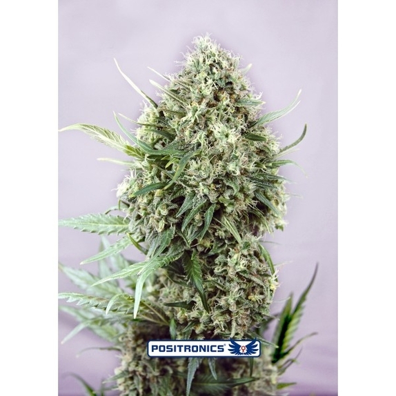 Jack Diesel Express Cannabis Seeds