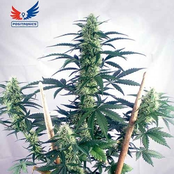 May Day Express Cannabis Seeds