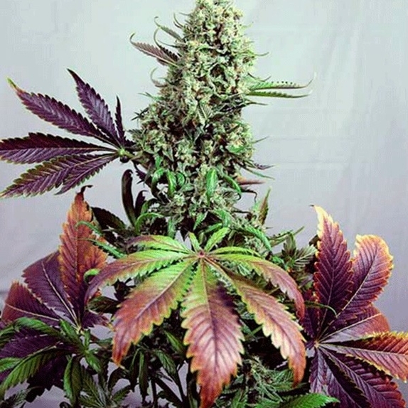 Purple Haze #1 Cannabis Seeds