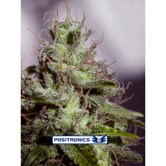 Supercheese Express Cannabis Seeds