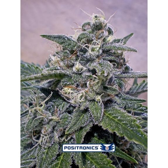 Supercheese Cannabis Seeds