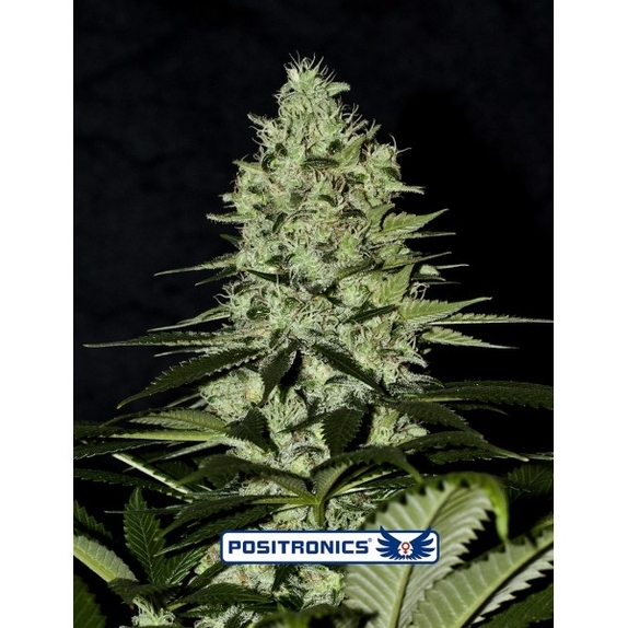 Wernard Express Cannabis Seeds