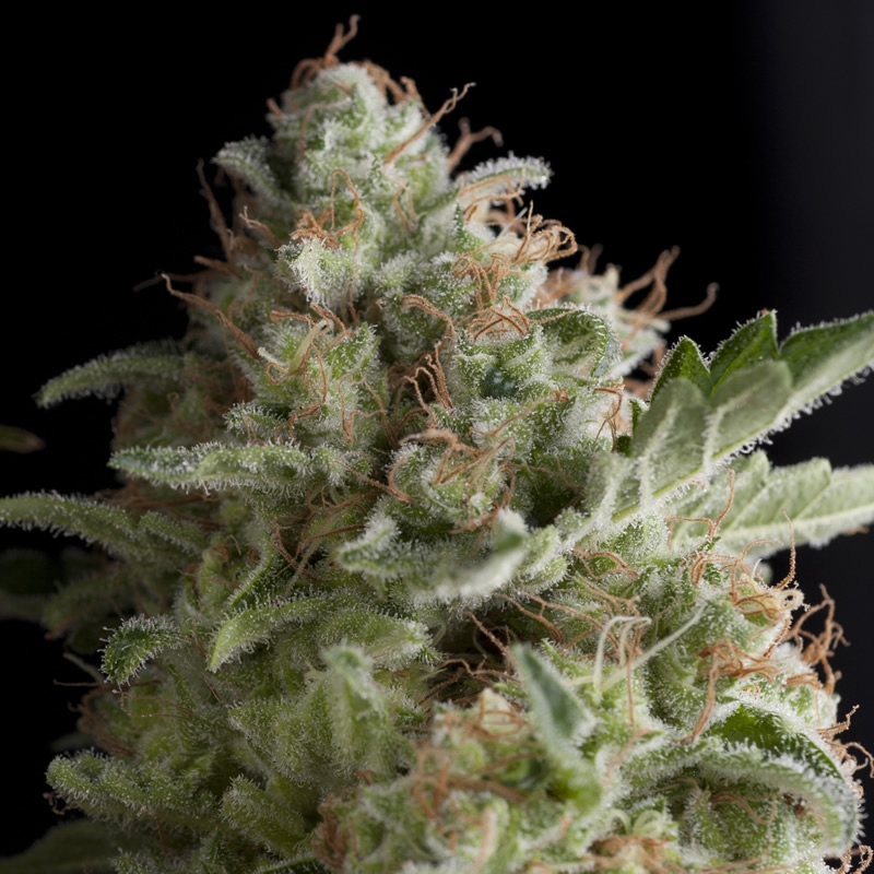American Pie Cannabis Seeds