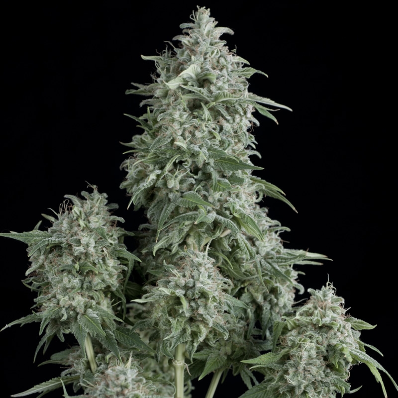 Anubis Cannabis Seeds