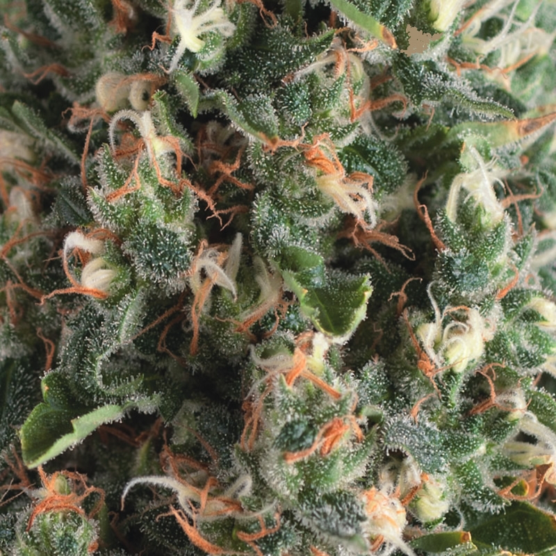 Auto Super OG Kush Cannabis Seeds