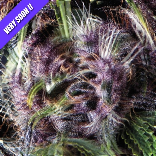 Purple Cannabis Seeds