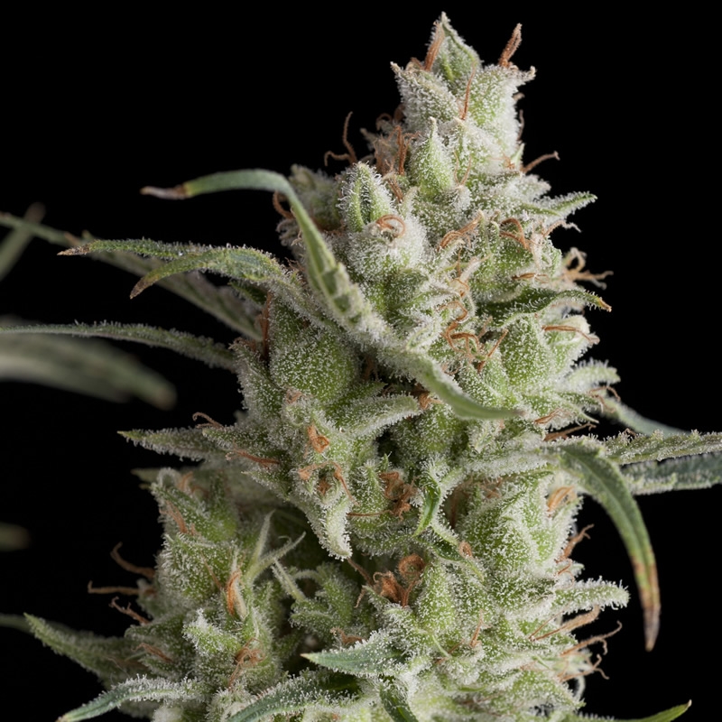 Super OG Kush Cannabis Seeds