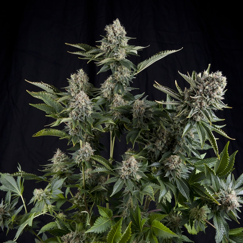 White Widow Cannabis Seeds