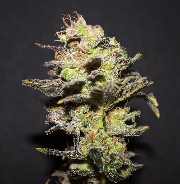 Icer Feminised Cannabis Seeds