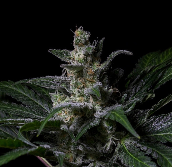 Muse Feminised Cannabis Seeds