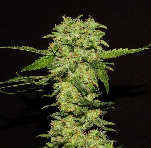 Portela Feminised Cannabis Seeds