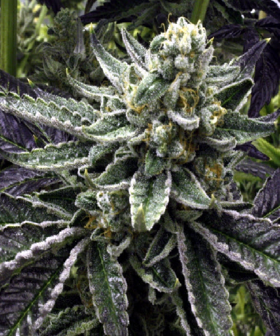 Commerce City Kush Cannabis Seeds