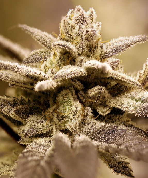 Dark Shadow Haze Cannabis Seeds