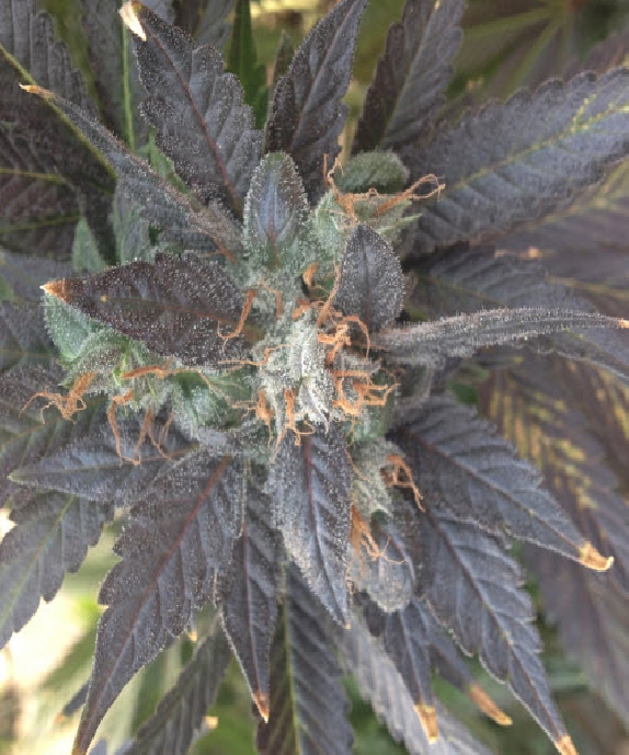 Grape OX Cannabis Seeds