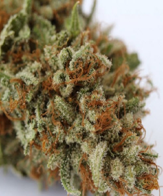 Harlox Cannabis Seeds