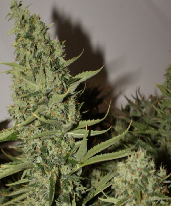 Longs Peak Blue Cannabis Seeds