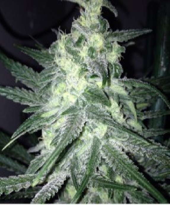 Moonshine's Ghost Train Cannabis Seeds