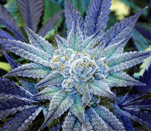 Night Terror OG Cannabis Seeds