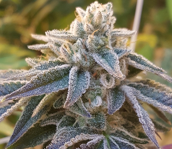 Pamelina Cannabis Seeds