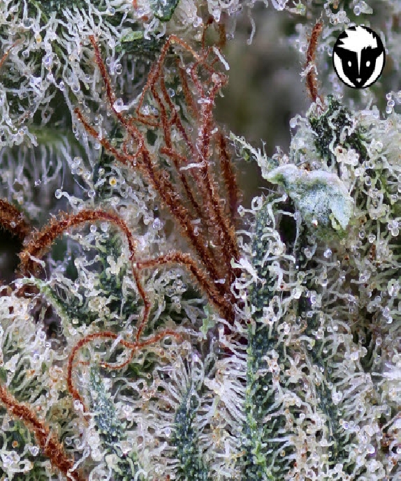 Scotts OG regular Cannabis Seeds