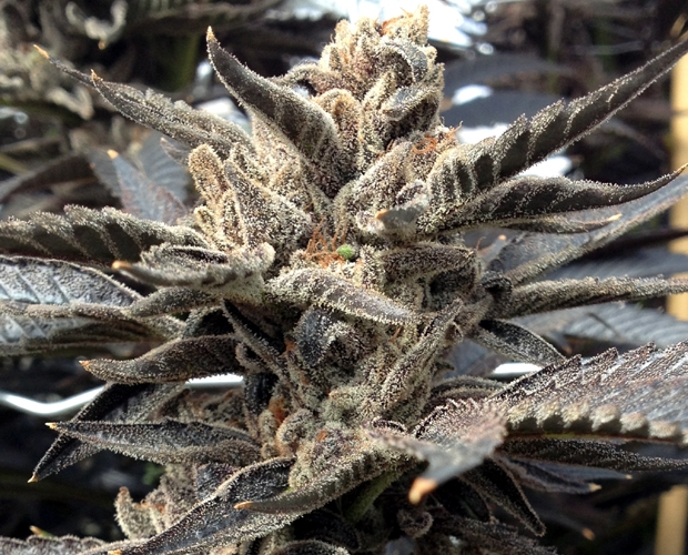Star Killer Cannabis Seeds
