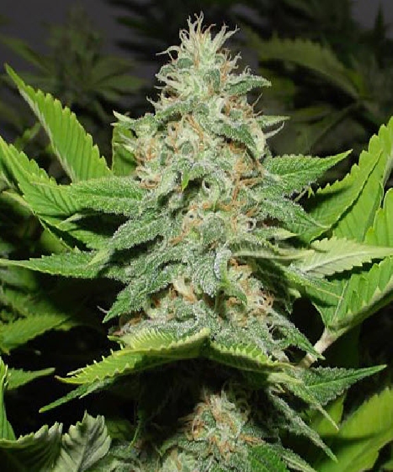Walker Kush Cannabis Seeds